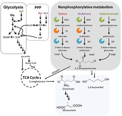 Application of Nonphosphorylative Metabolism as an Alternative for Utilization of Lignocellulosic Biomass